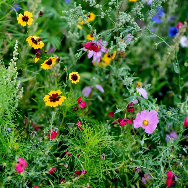 Von solchen kunterbunten, wilden Beeten soll es bald mehr in der Stadt Waldbröl geben.