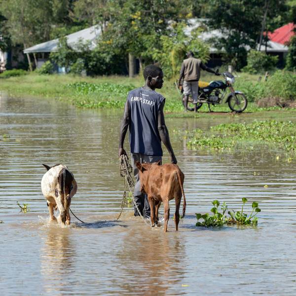 Kenia, Kisumu: Ein Mann führt sein Vieh durch die Überschwemmungen