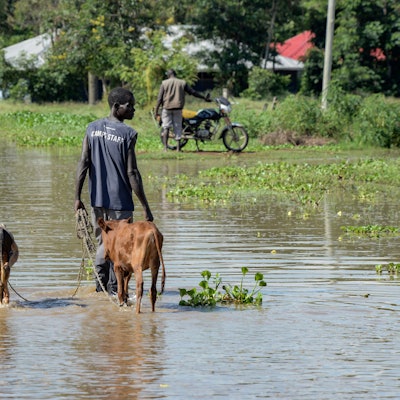Kenia, Kisumu: Ein Mann führt sein Vieh durch die Überschwemmungen