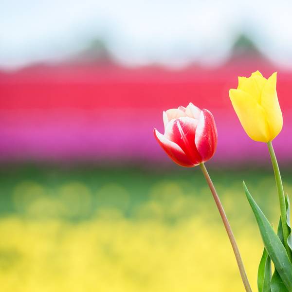 Ein Mann hält zwei Tulpen vor einem Tulpenfeld im Landkreis Gifhorn.