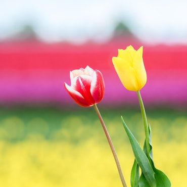 Ein Mann hält zwei Tulpen vor einem Tulpenfeld im Landkreis Gifhorn.