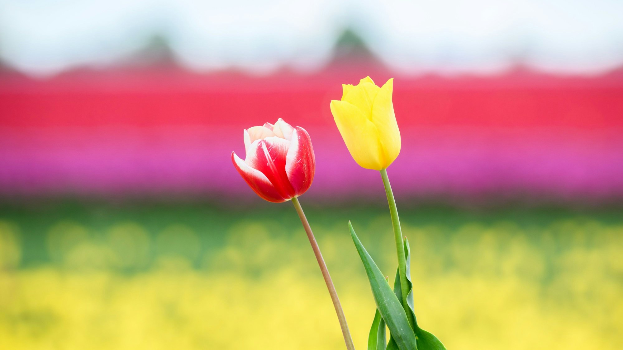 Ein Mann hält zwei Tulpen vor einem Tulpenfeld im Landkreis Gifhorn.