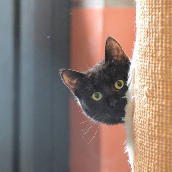 Das Foto zeigt eine Katze aus dem Tierheim Kürten