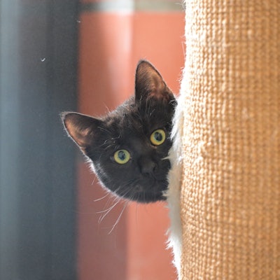 Das Foto zeigt eine Katze aus dem Tierheim Kürten