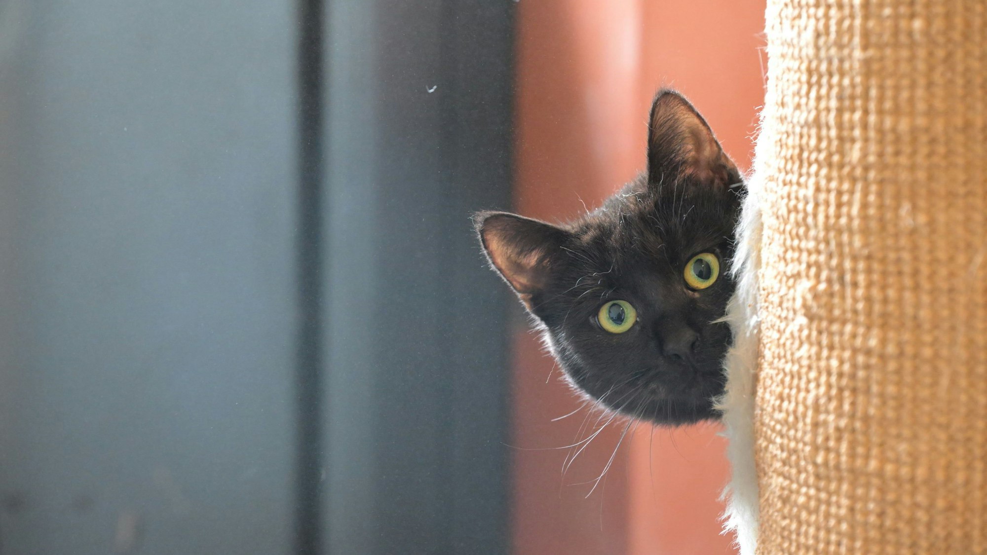 Das Foto zeigt eine Katze aus dem Tierheim Kürten