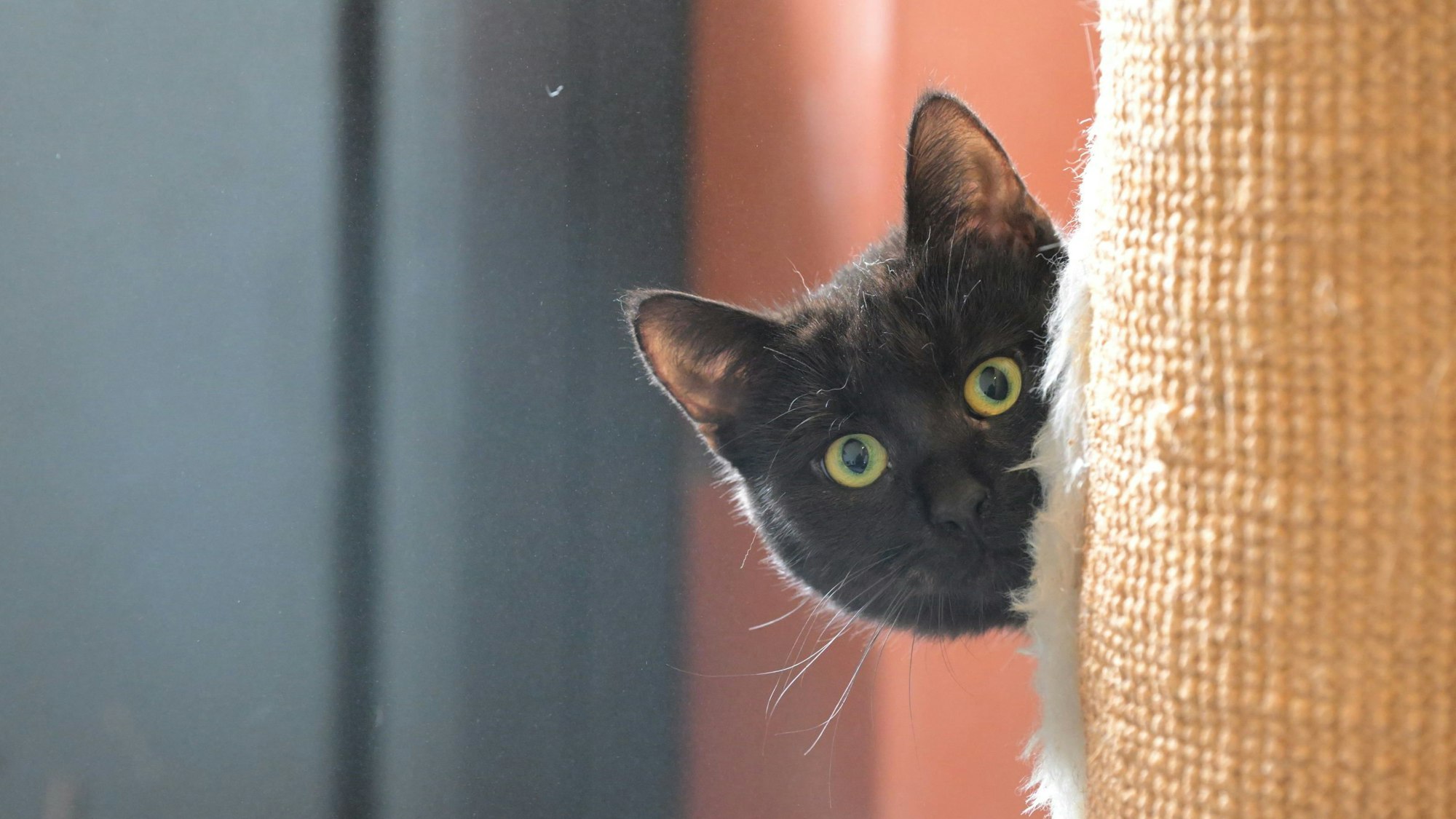 Mit Sicherheitsabstand schaut ein Bewohner des Katzenhauses, ob es etwas Leckeres abzustauben gibt.