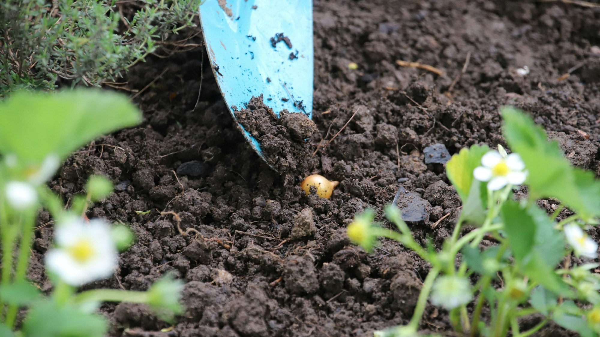 Mit einer Schaufel kratzte ein Kind Erde zur Seite für eine Blumenzwiebel.