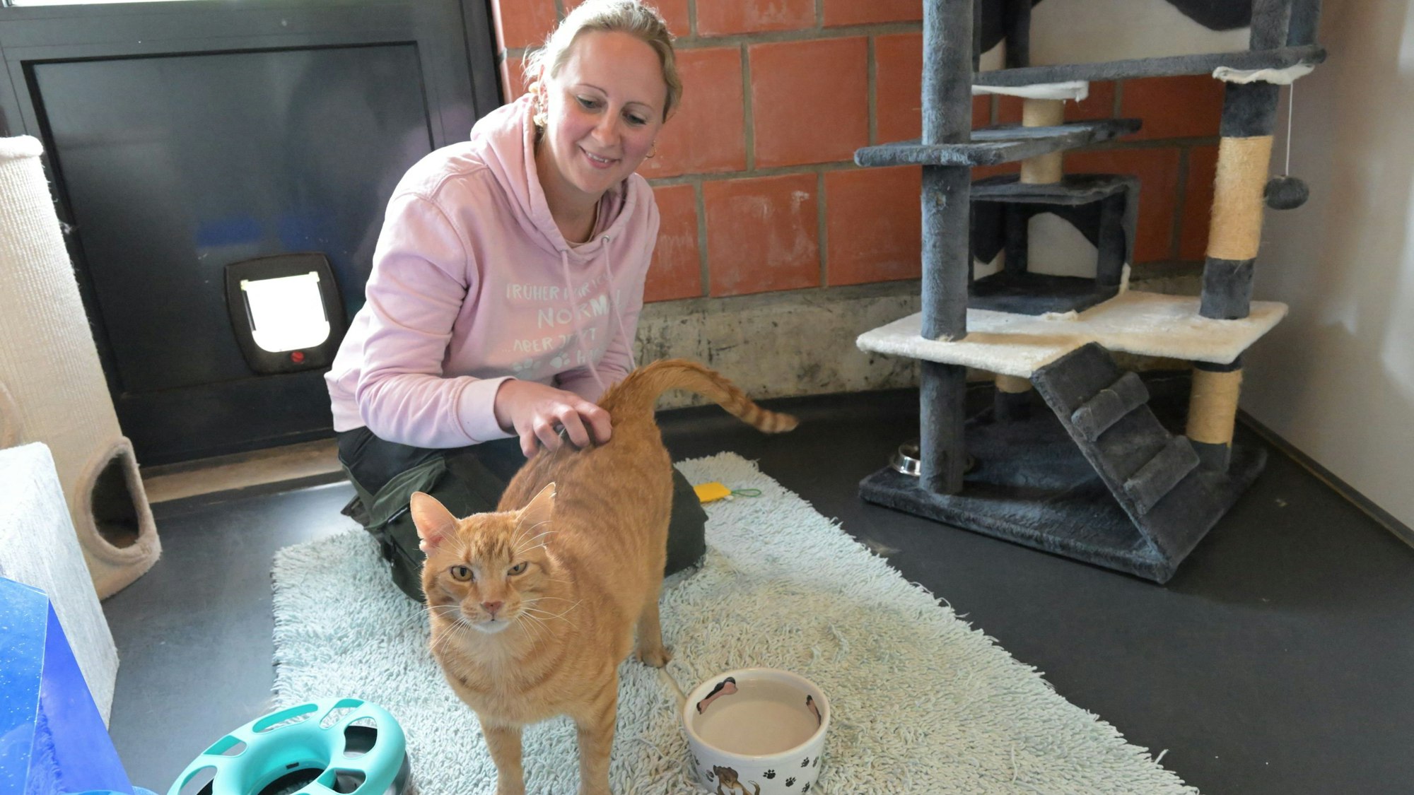 Kater Klötzi lässt sich von Tierheimsmitarbeiterin streicheln.