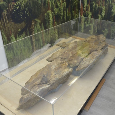 Das Foto zeigt das Highlight des neuen Museums, ein rund 390 Millionen Jahre alter Grauwackeblock mit einem Fossil.