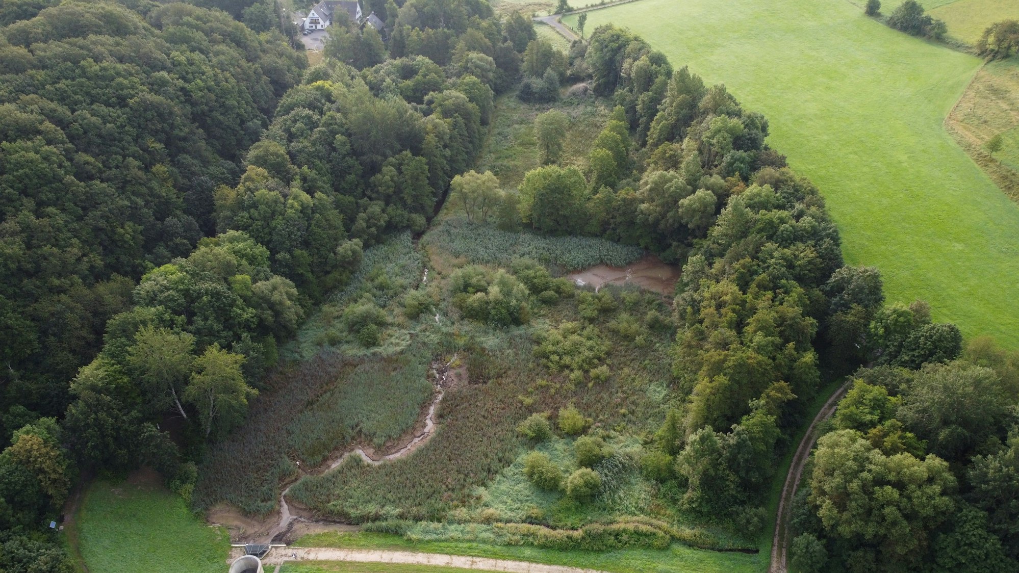 Luftbild einer grünen Landschaft mit Bäumen und Wiese.