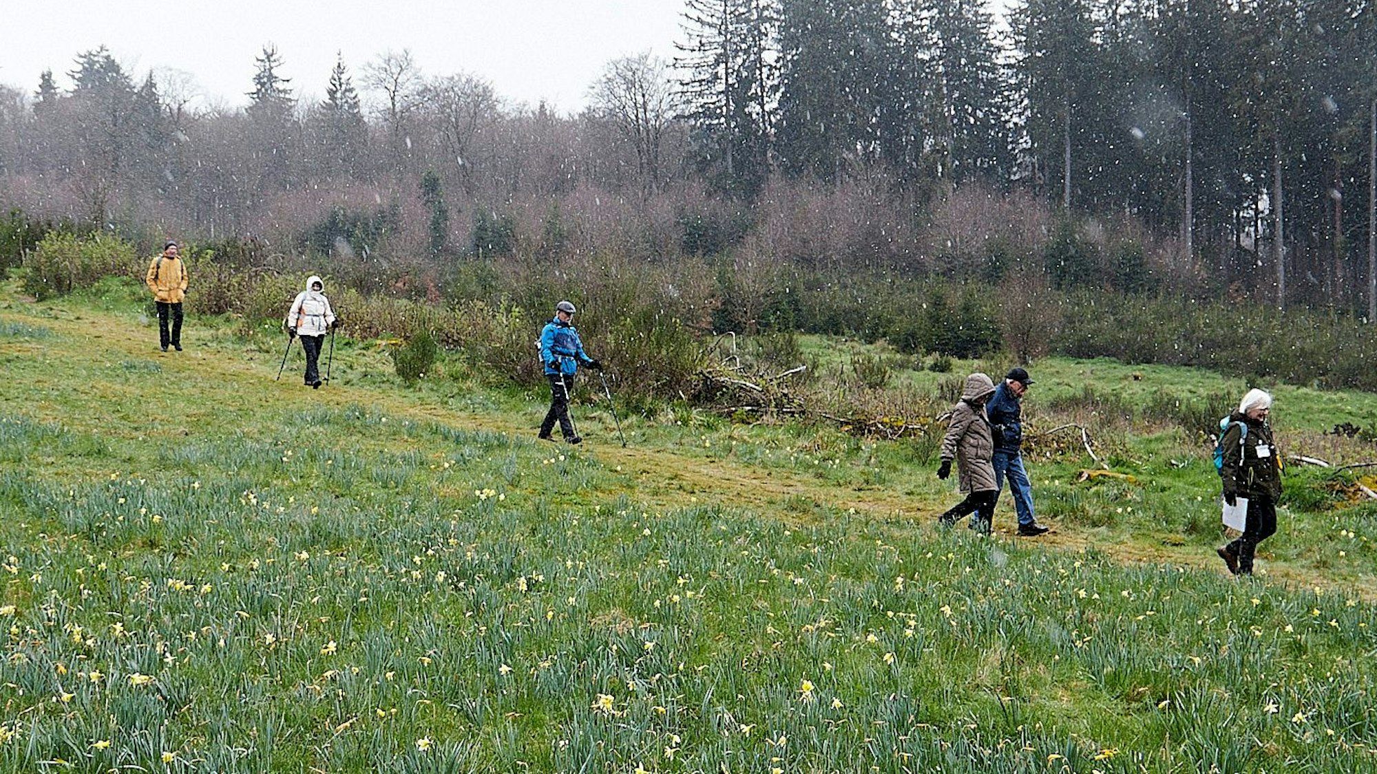 Eine Wandergruppe im Schneetreiben an einer Wiese mit wilden Narzissen in der Eifel.
