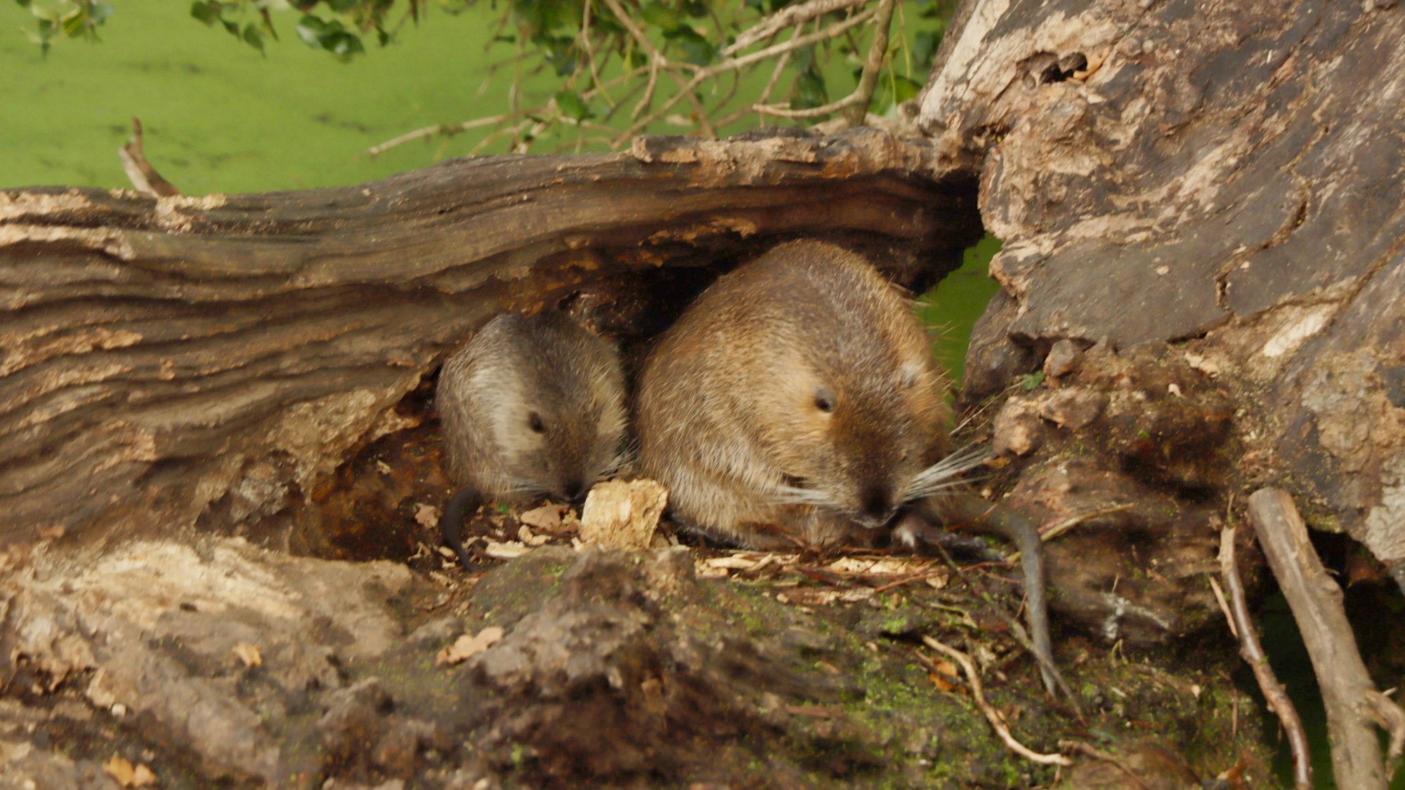 Auf dem Bild sind zwei Nutrias in ihrer Höhle zu sehen.