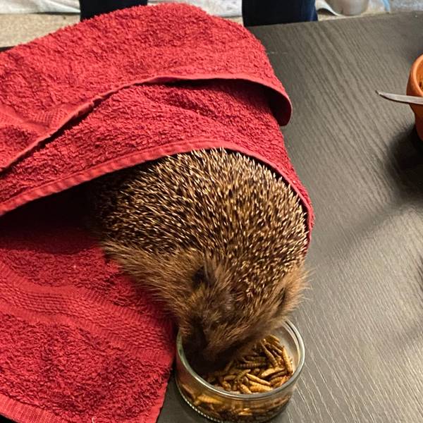 Verletzte oder schwache kleine Wildtiere werden in einer Auffangstation auf Gut Leidenhausen aufgepäppelt und medizinisch versorgt.