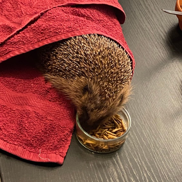 Verletzte oder schwache kleine Wildtiere werden in einer Auffangstation auf Gut Leidenhausen aufgepäppelt und medizinisch versorgt.