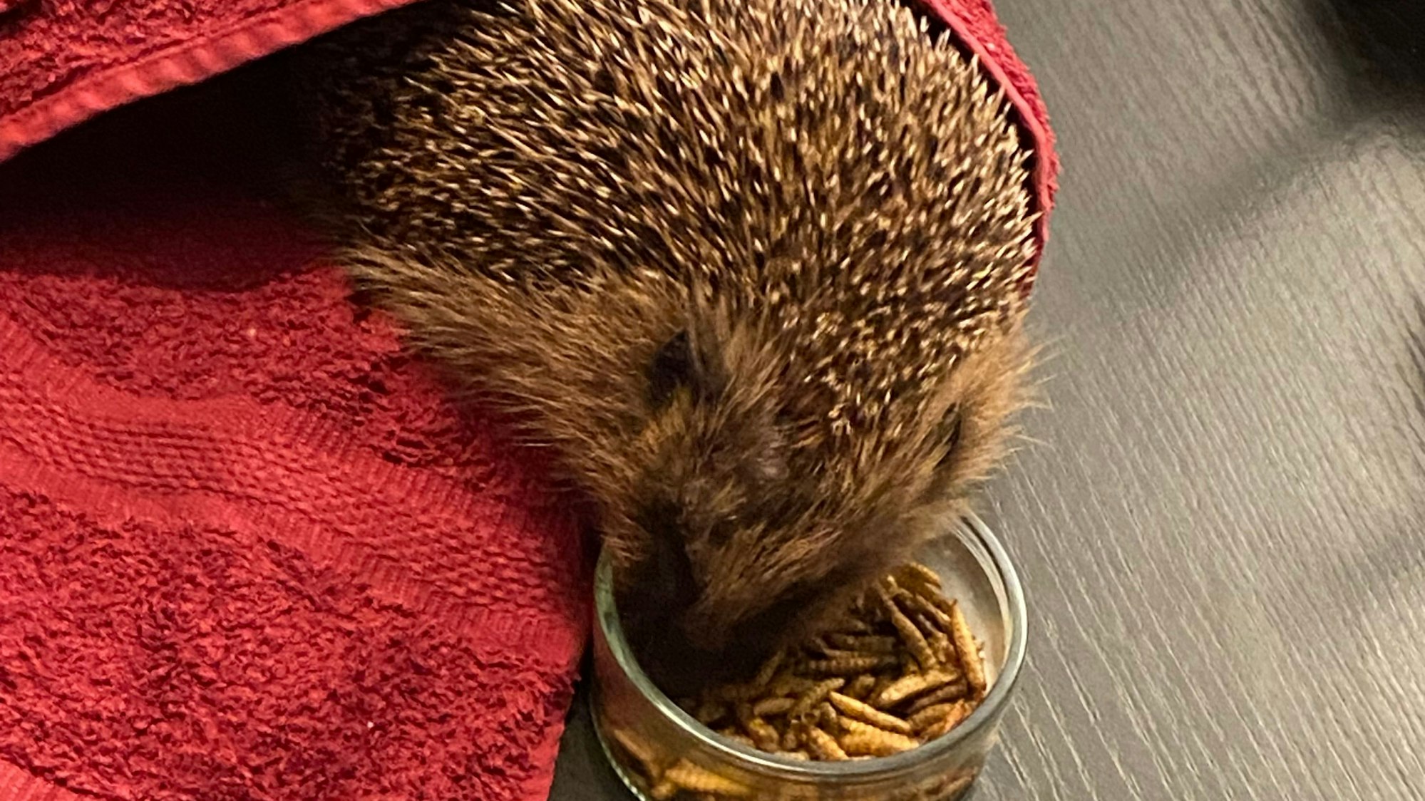 Verletzte oder schwache kleine Wildtiere werden in einer Auffangstation auf Gut Leidenhausen aufgepäppelt und medizinisch versorgt.