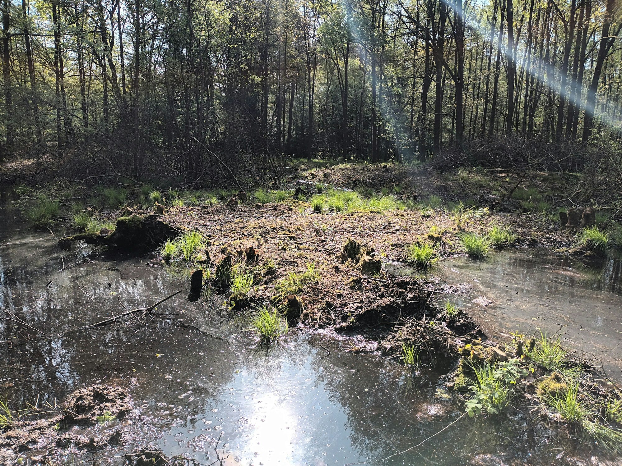 Eine Feuchtfläche im Wald