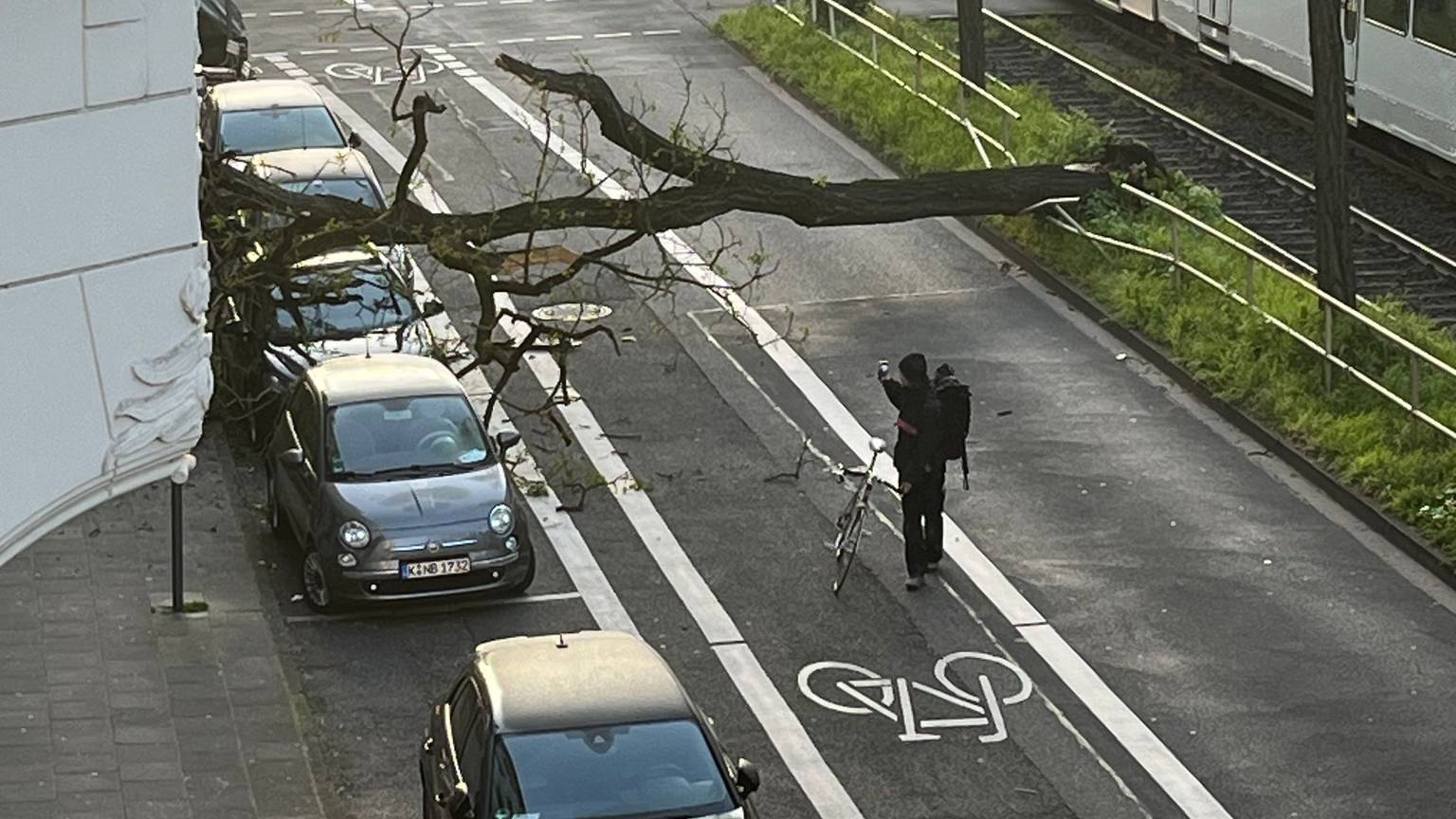 Ein Baum liegt umgestürzt auf dem Ubierring in Köln.