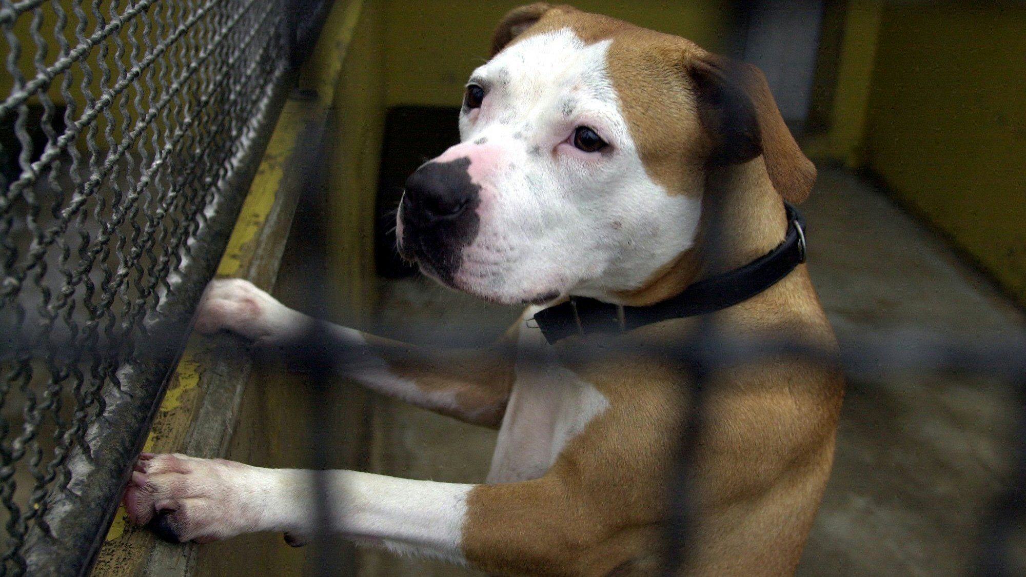 Pitbull im Tierheim.