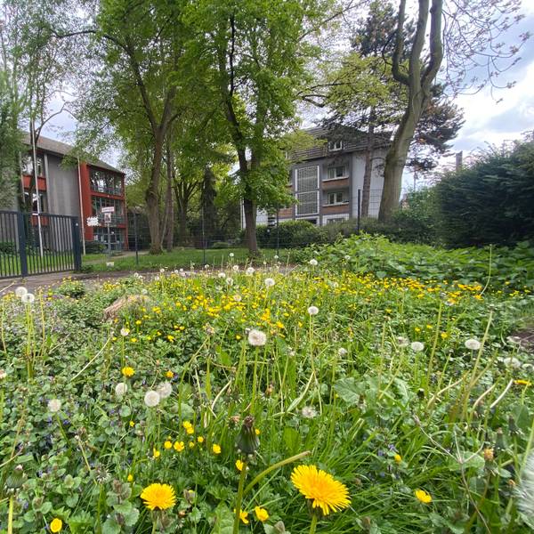 Bündnis Porz-Mitte setzt im Beirat einen Antrag durch, um die große Grünfläche nach einem Auszug des Berufskollegs von Bebauung frei zu halten