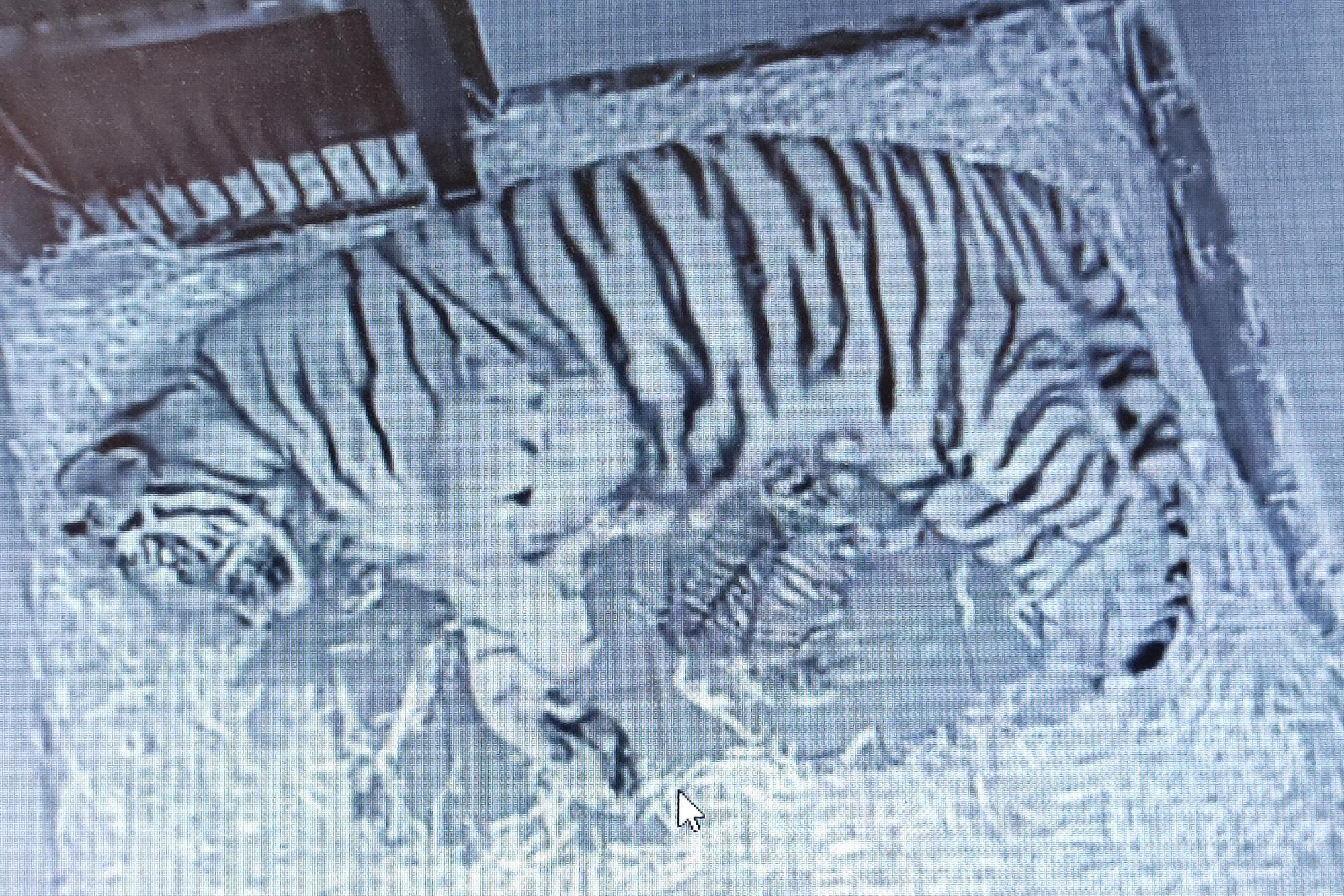 Amurtiger-Dame Katinka mit ihren zwei Jungen.