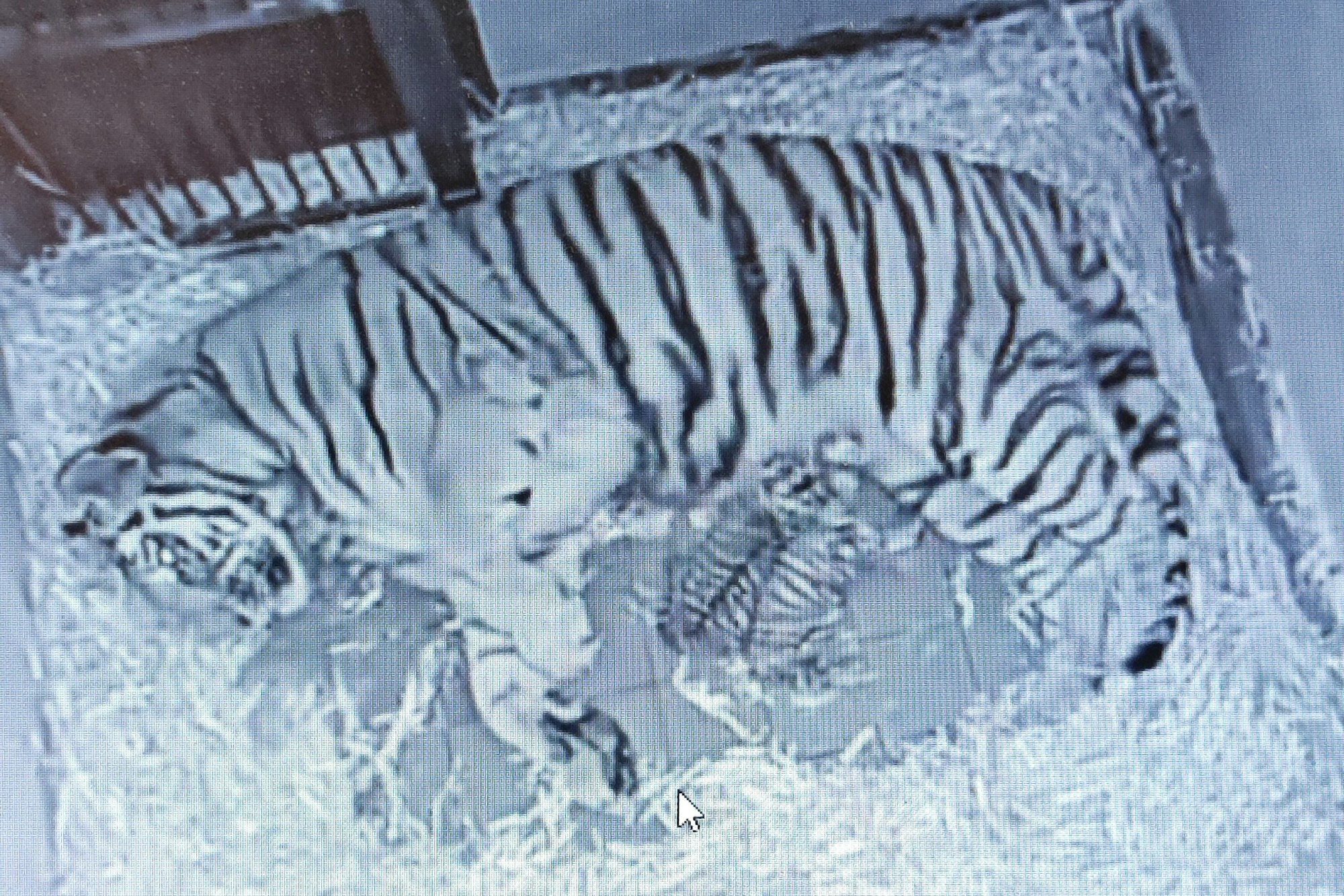 Amurtiger-Dame Katinka mit ihren zwei Jungen.