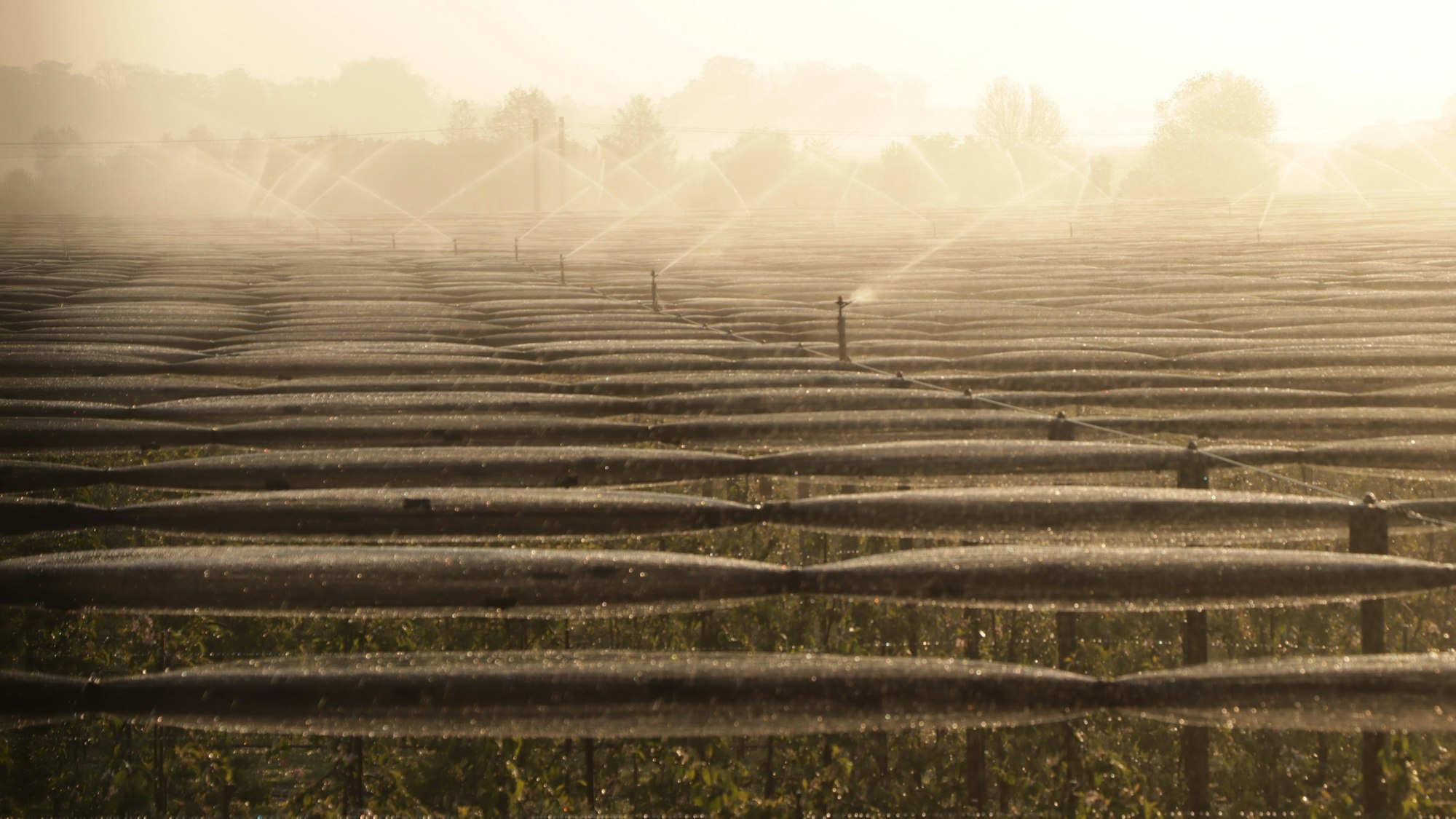 Eine Beregnungsanlage beim ersten Tageslicht