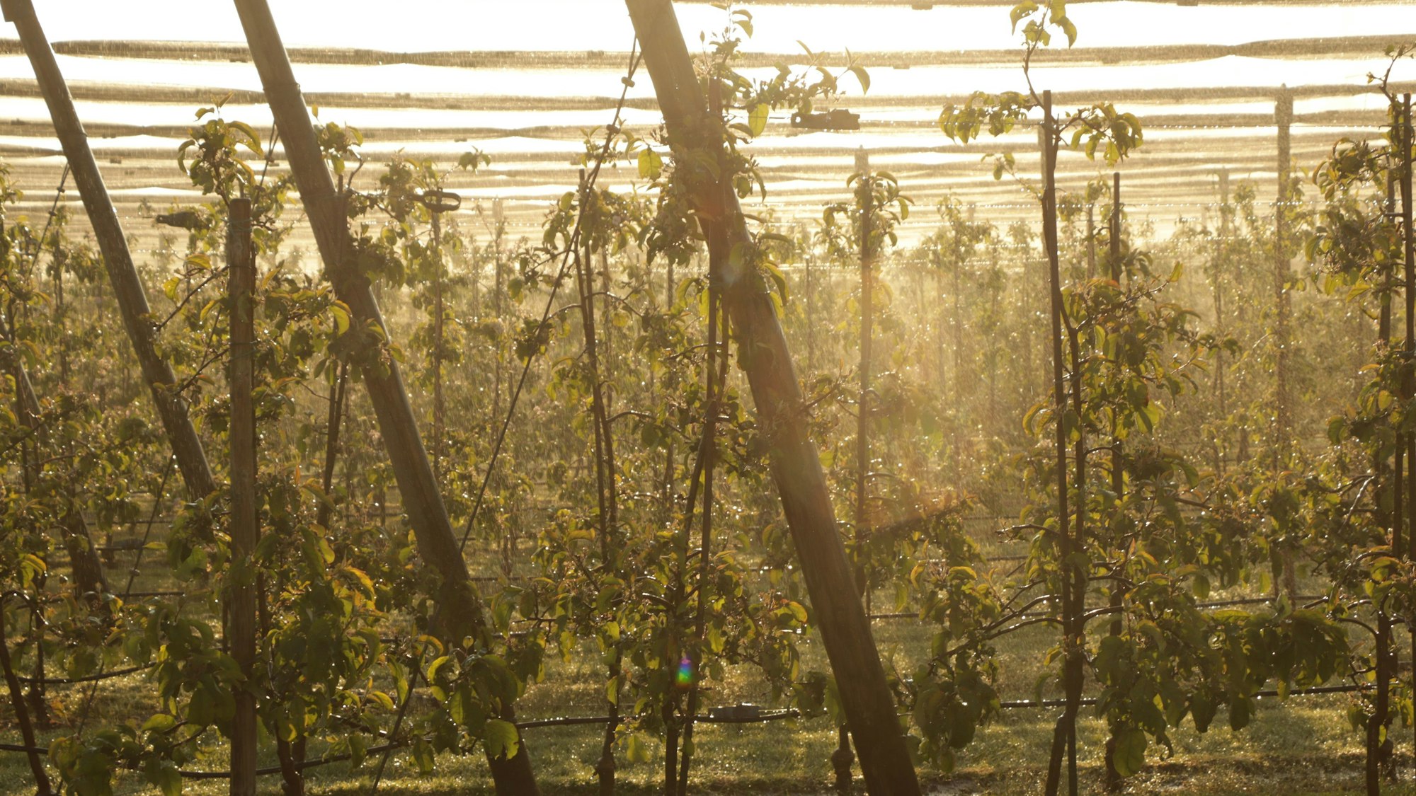 Sonne bricht sich in Wasser einer Beregnungsanlage in einer Apfelplantage in Bornheim