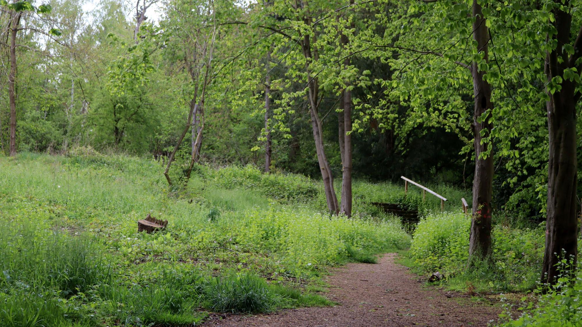 Ein Bild des Altes Kurparks in Bad Münstereifel, der immer mehr zuwächst.