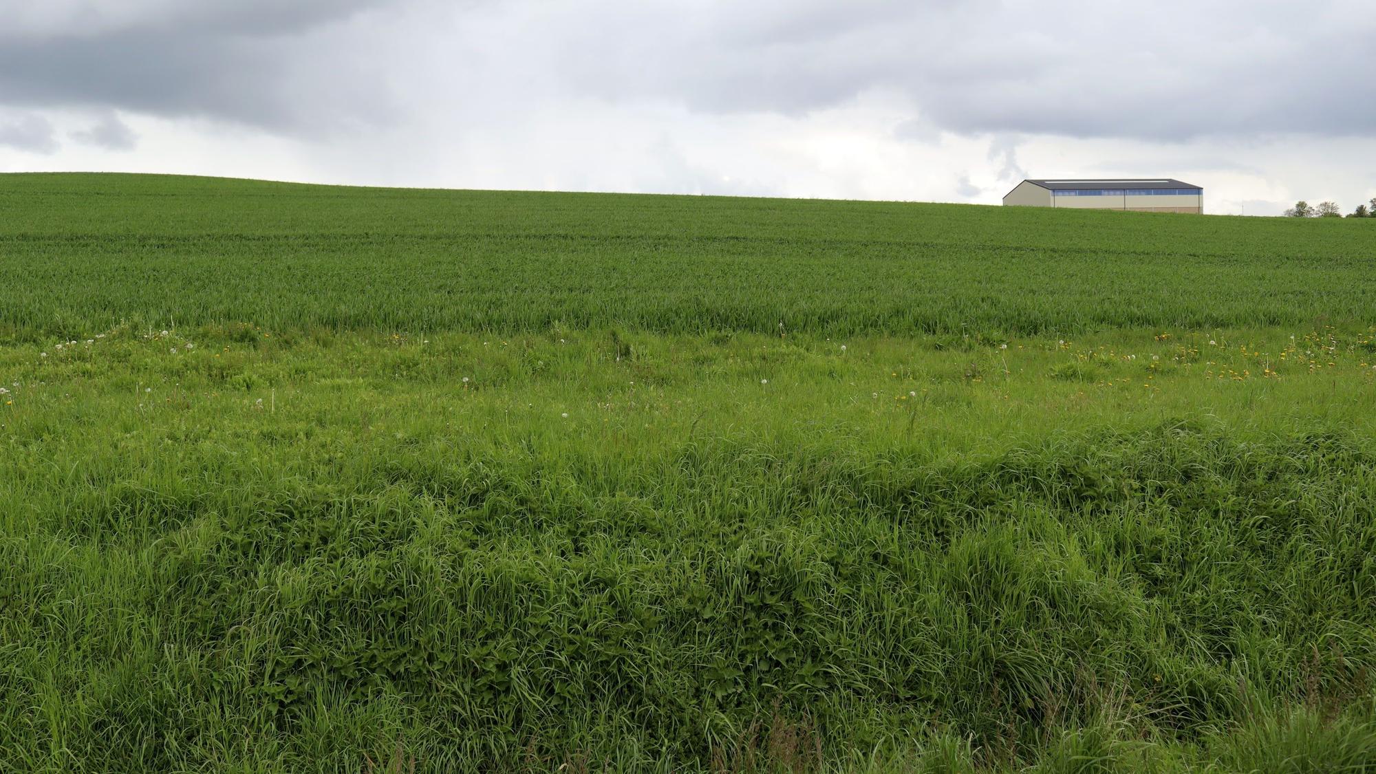 Die Fläche, die als Wohngebiet vorgesehen ist, wird gegenwärtig landwirtschaftlich genutzt.