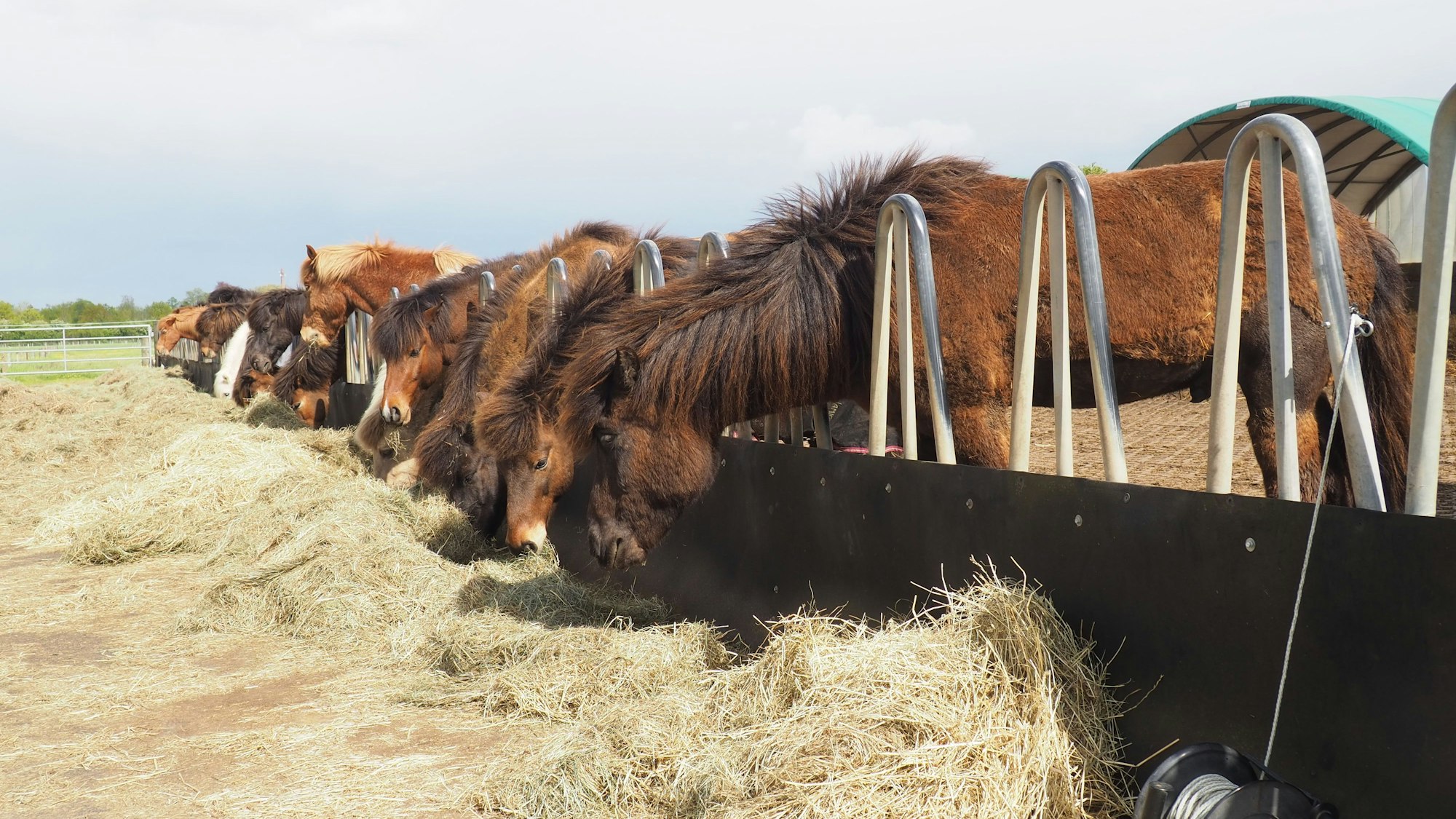 Islandpferde stehen aufgereiht und fressen Heu.