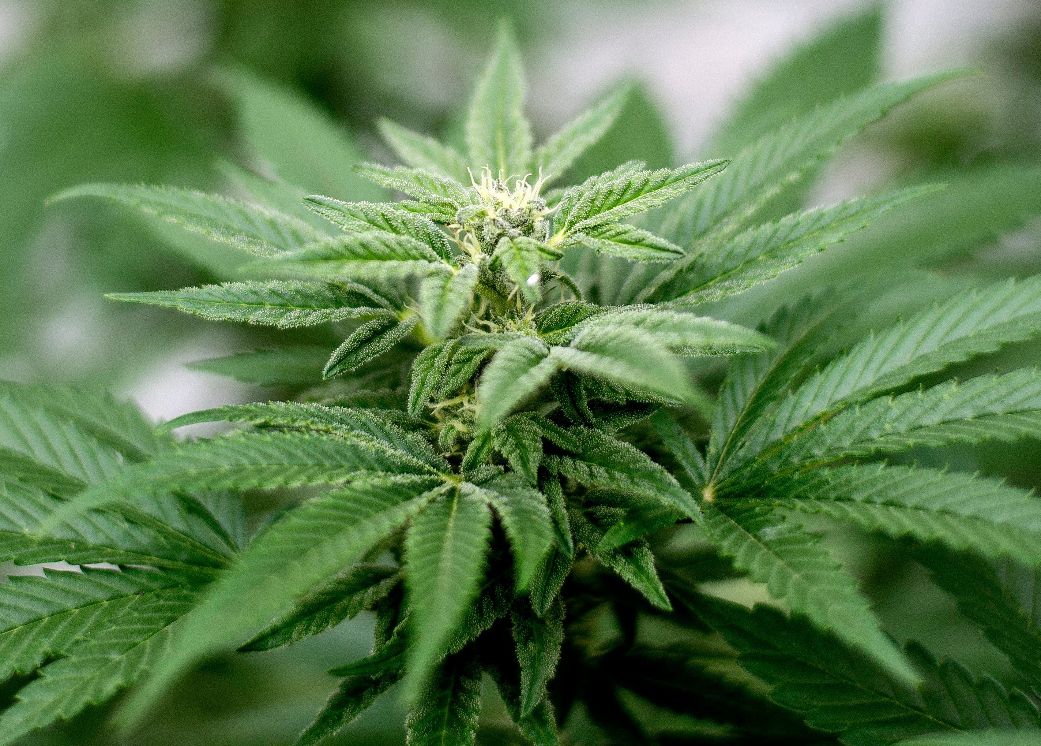Eine Cannabis-Pflanze.