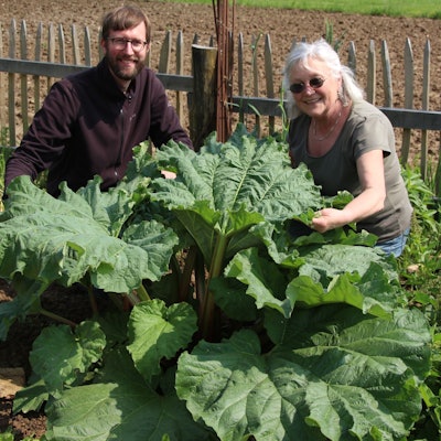 Eine Frau und ein Mann hocken vor einer großen Rhabarberpflanze.