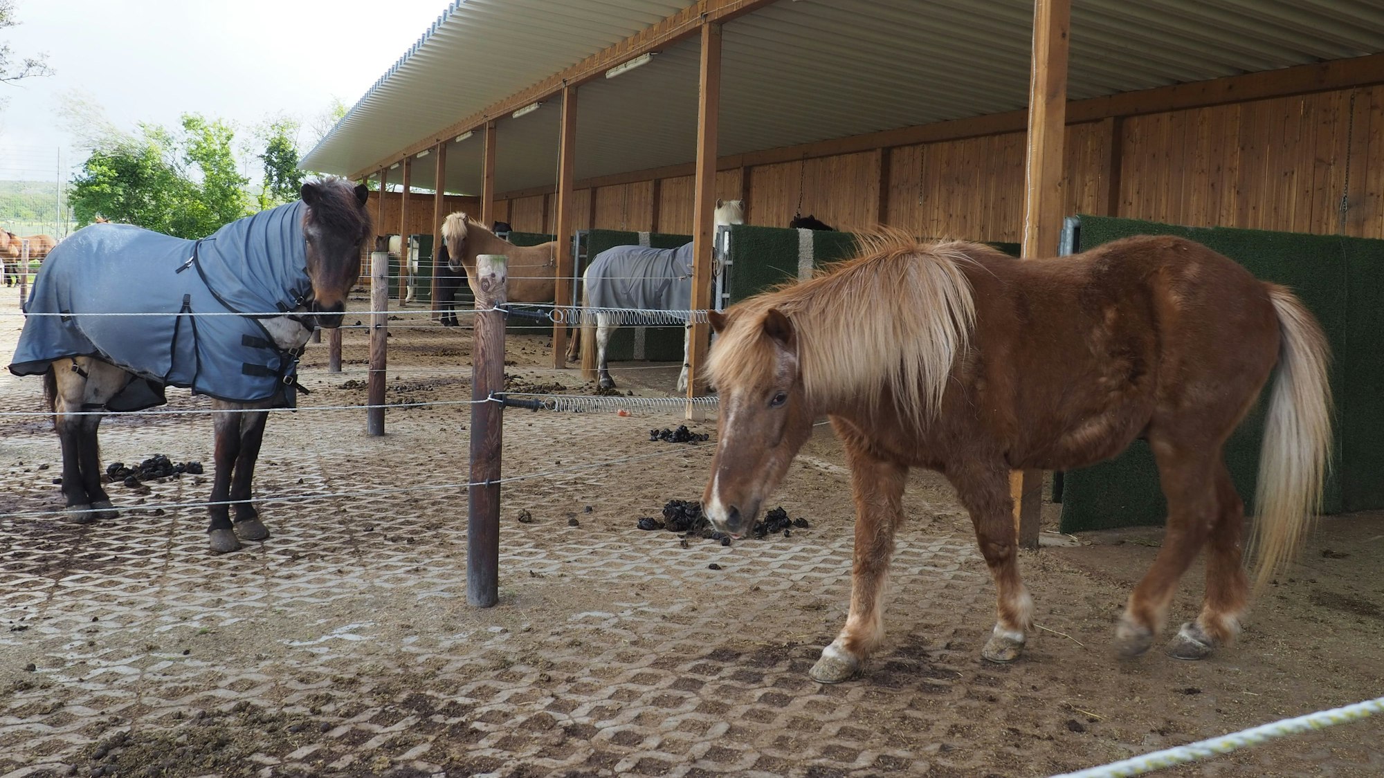 Islandpferde stehen auf befestigen Flächen.