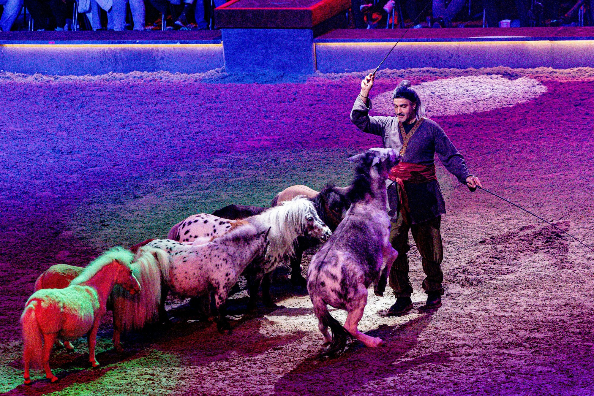 Mini-Shetland-Ponys in der Lanxess-Arena.