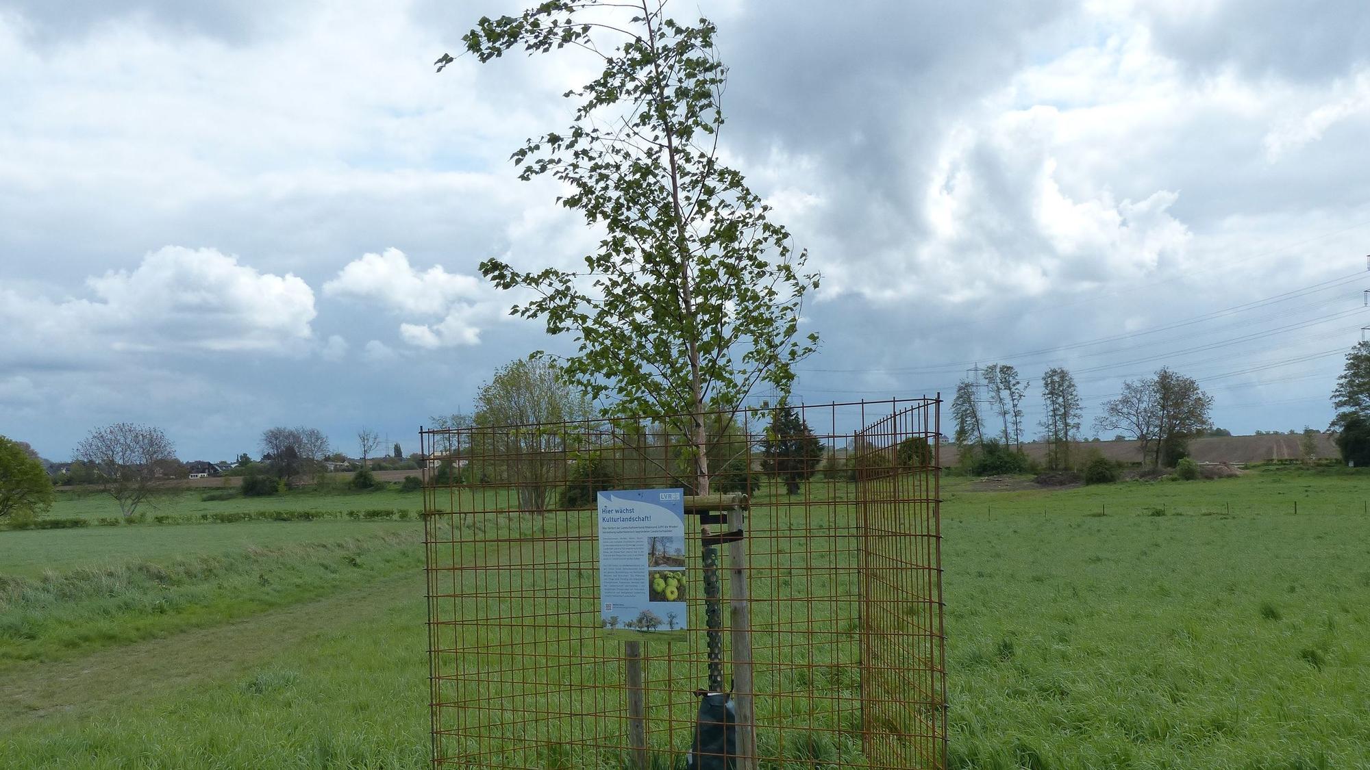 Mitarbeiter des Bachverbands schützen die Bäume mit einem Drahtzaun.