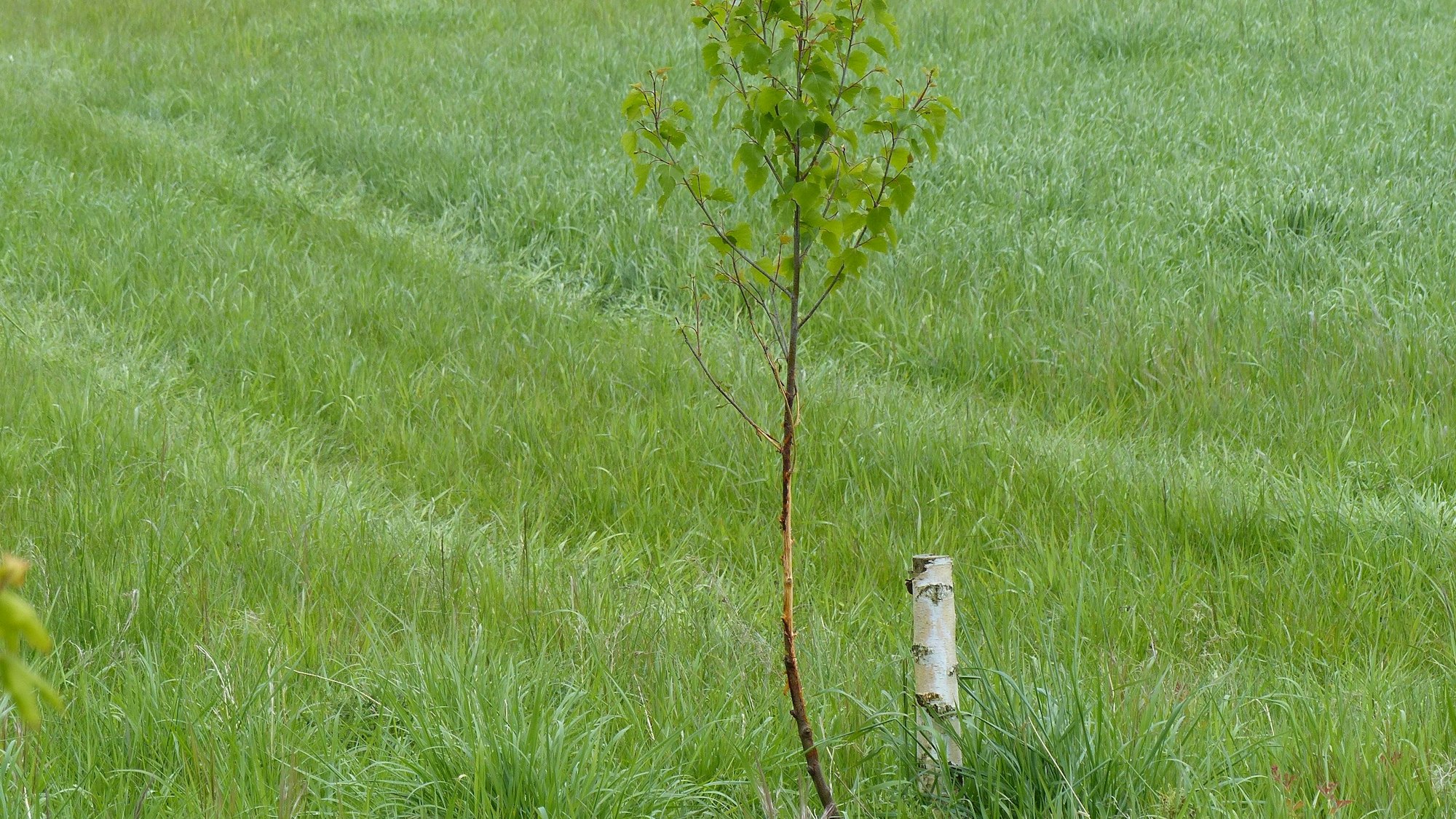 Die im Vorjahr abgesägte Birke hat wieder einen neuen Trieb entwickelt.