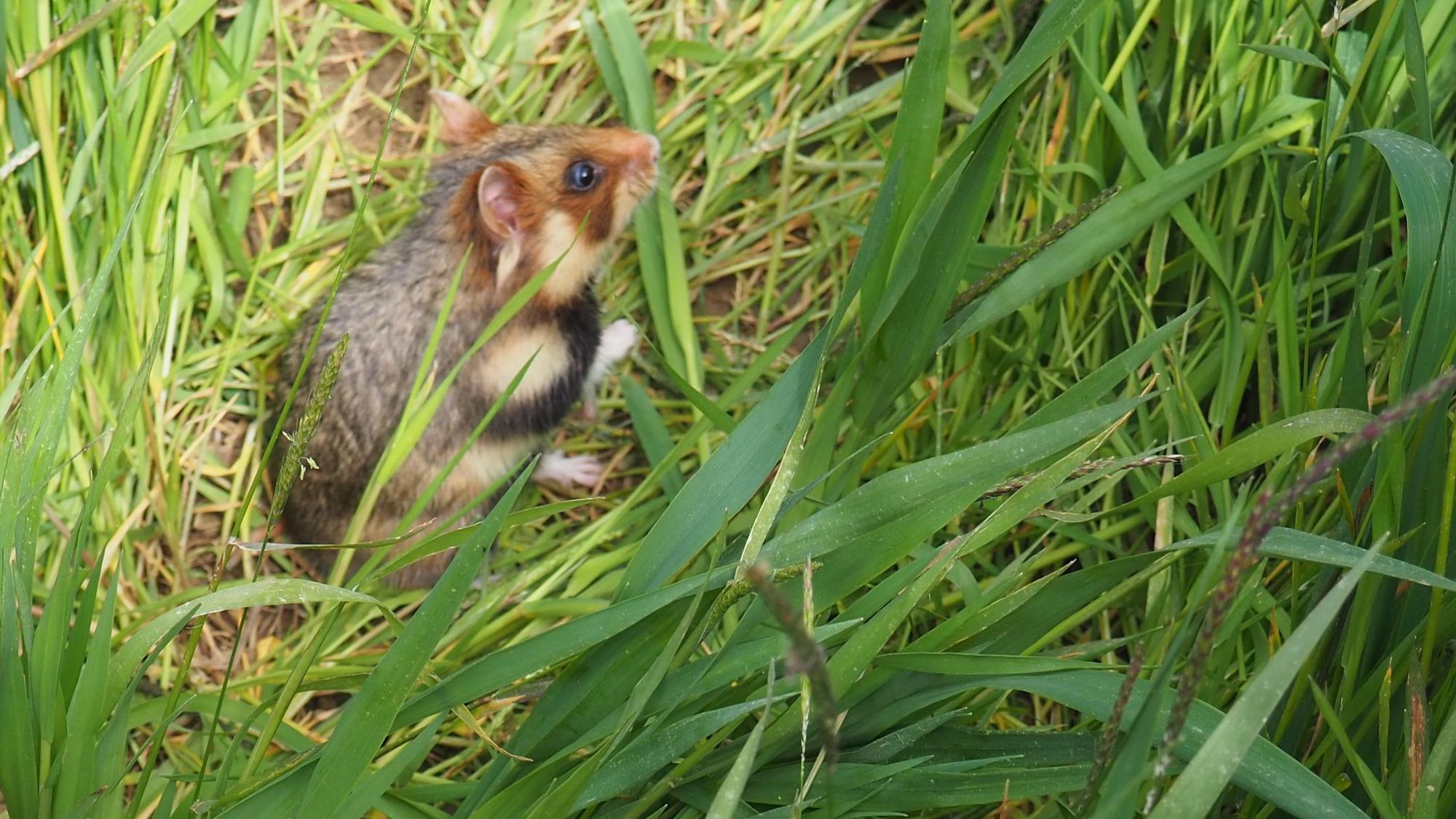 Ein Feldhamster sitzt im Gras.