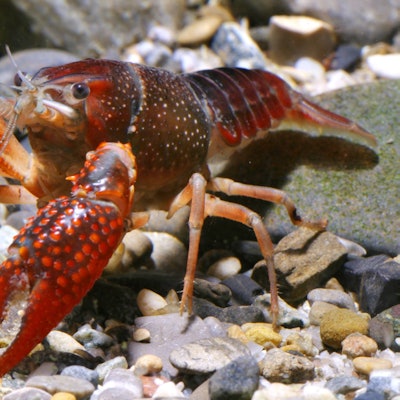 Der amerikanische Sumpfkrebs ist eine Schönheit, aber auch er ist eine tödliche Bedrohung für die einheimischen Edelkrebse.