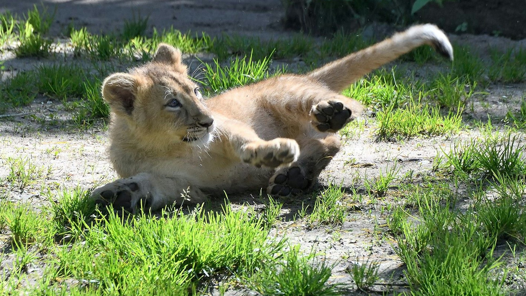 Eines der Jungen im Kölner Zoo.
