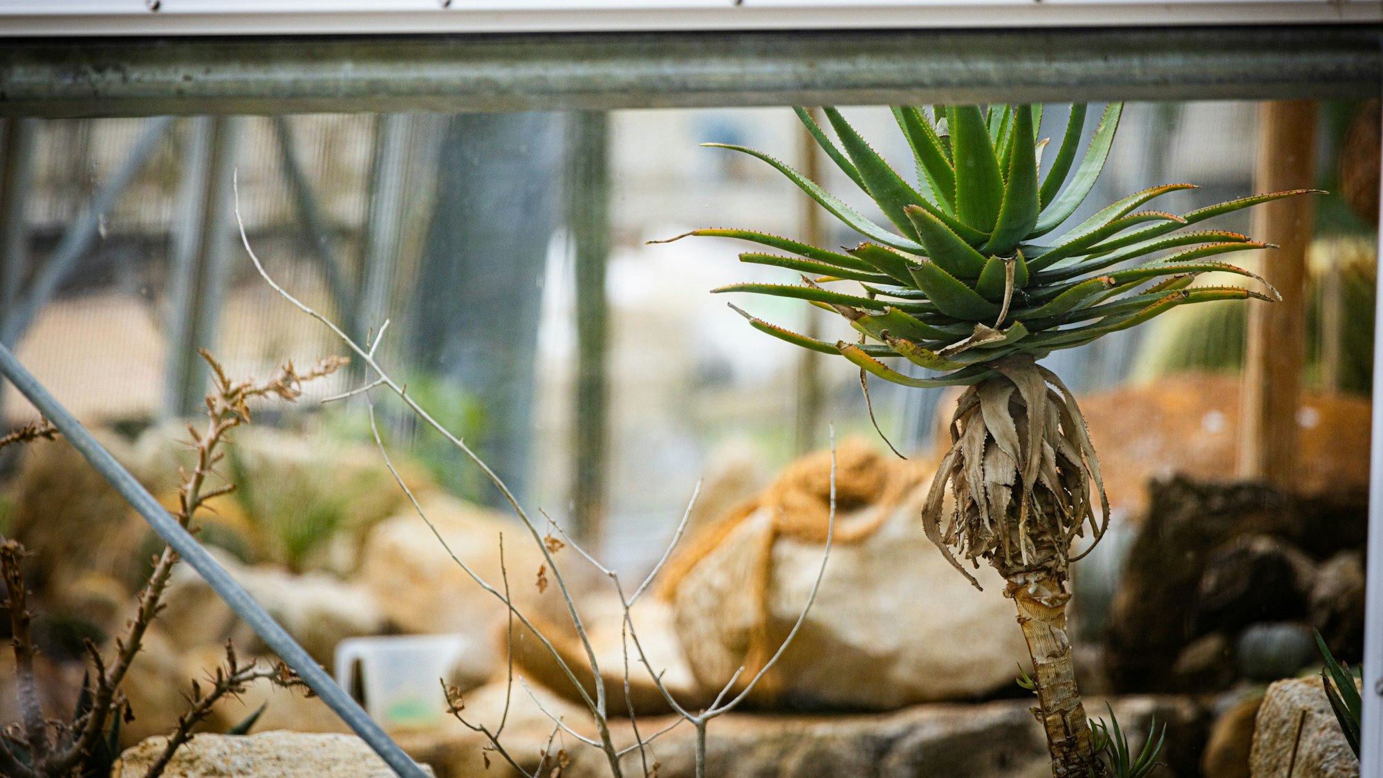 Noch immer geschlossenee gewächshäuser Foto: Meike Böschemeyer