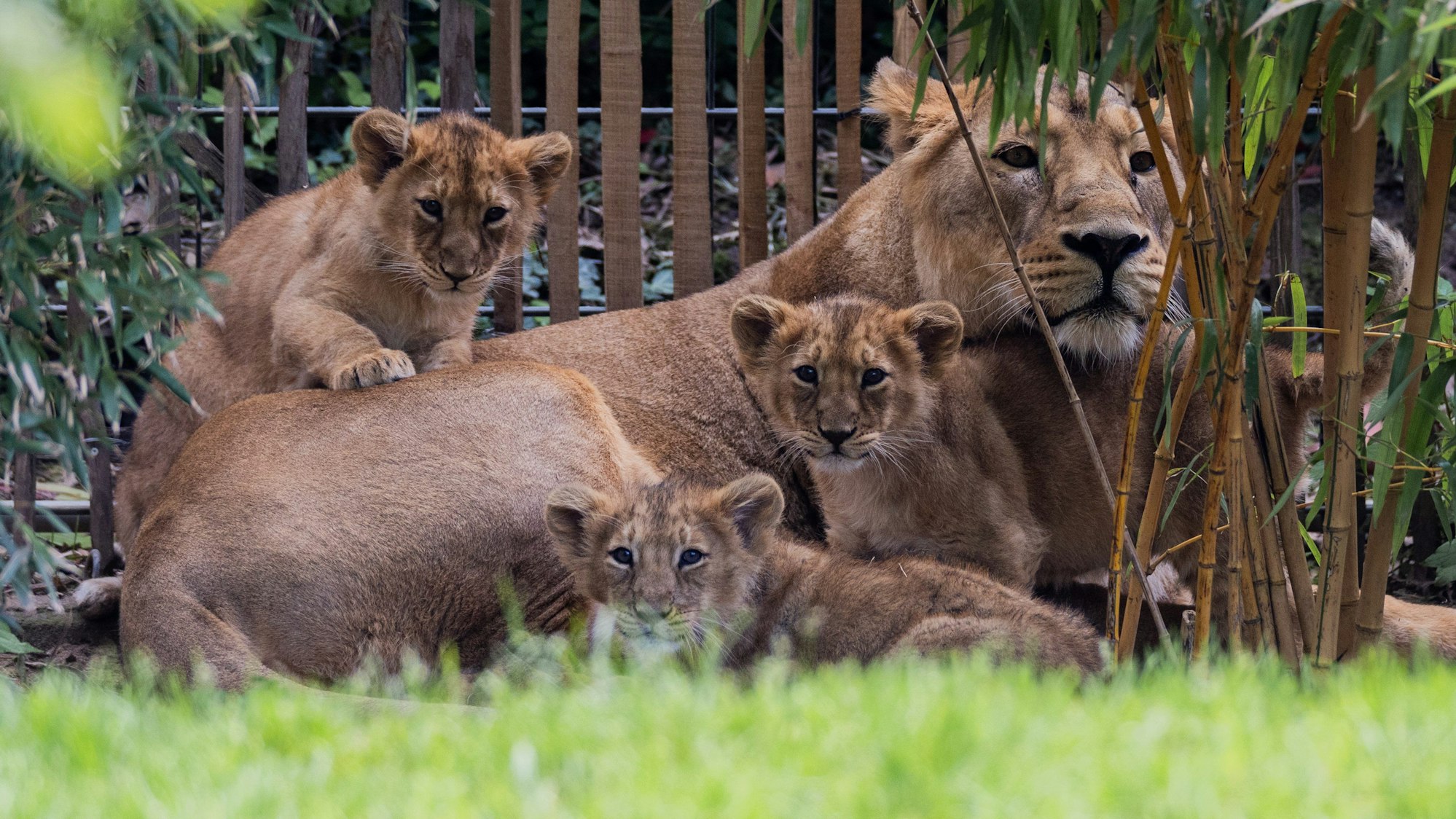 Die drei Ende Januar im Zoo geborenen Asiatischen Löwen Jungen (Zwei Kater, eine Katze)