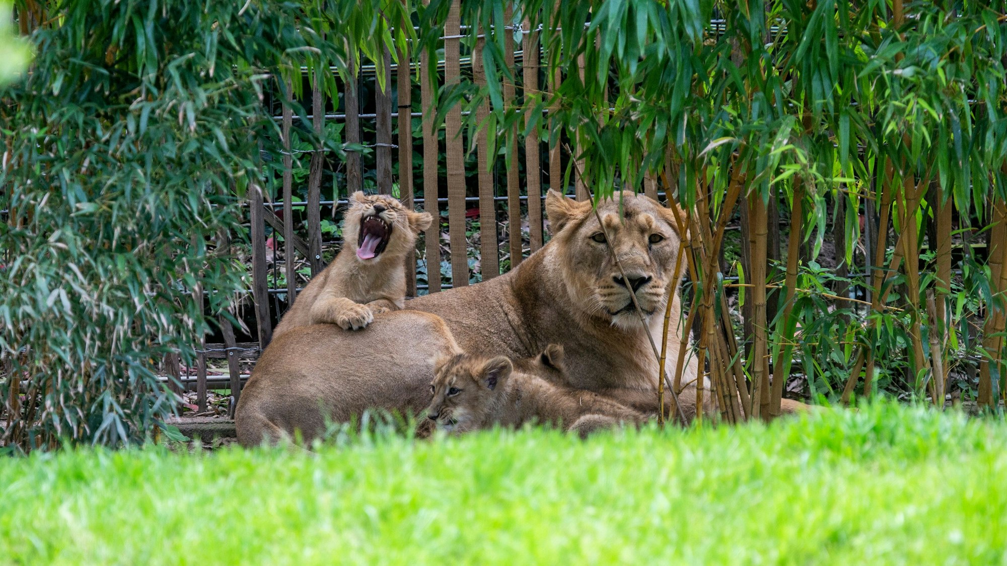 Zwei Junge der Asiatischen Löwin ,Gina' (hier mit ihrem 2024er Wurf zu sehen) mussten im Kölner Zoo eingeschläfert werden.