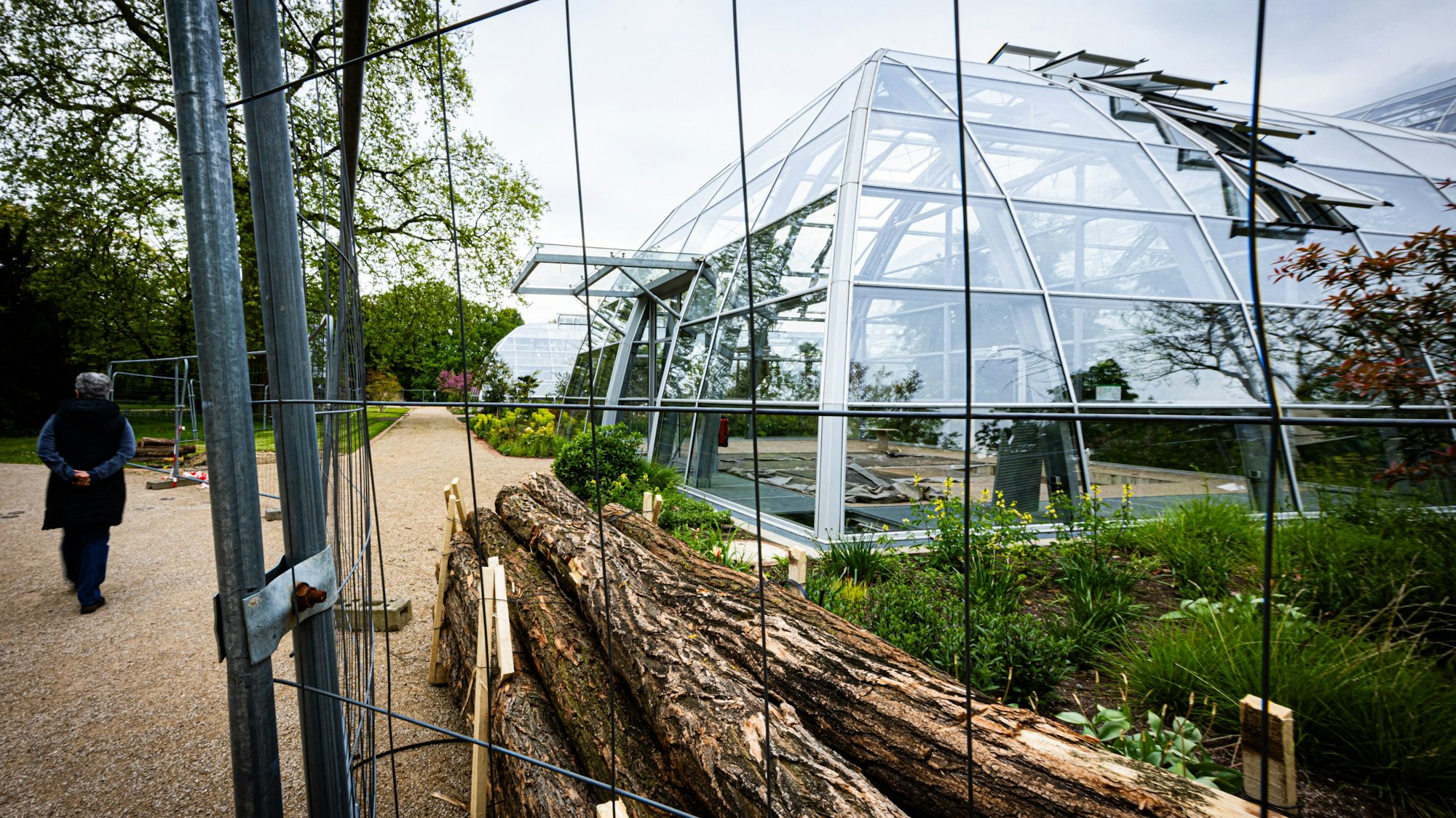 In den Eingangsbereich des Gewächshauses wird ein großer Flaschenbaum gepflanzt.