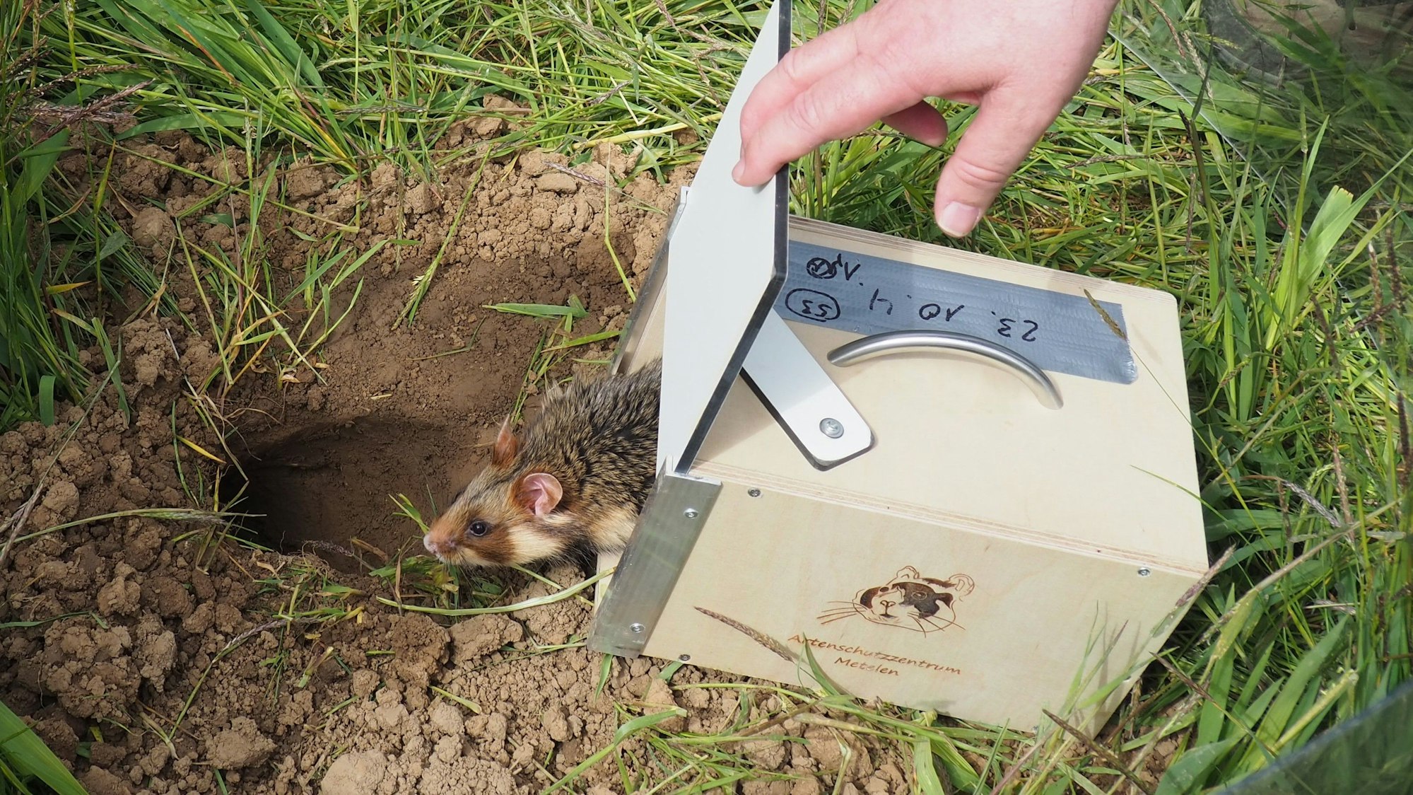 Ein Feldhamster wird aus einer Holzbox freigelassen.