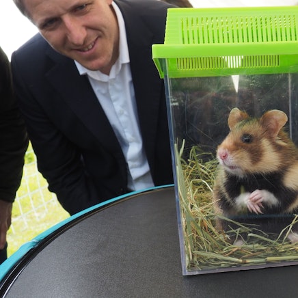 Ein Feldhamster sitzt in einer Klarsicht-Box, Landrat Markus Ramers beobachtet das scheu dreinblickende Tier.