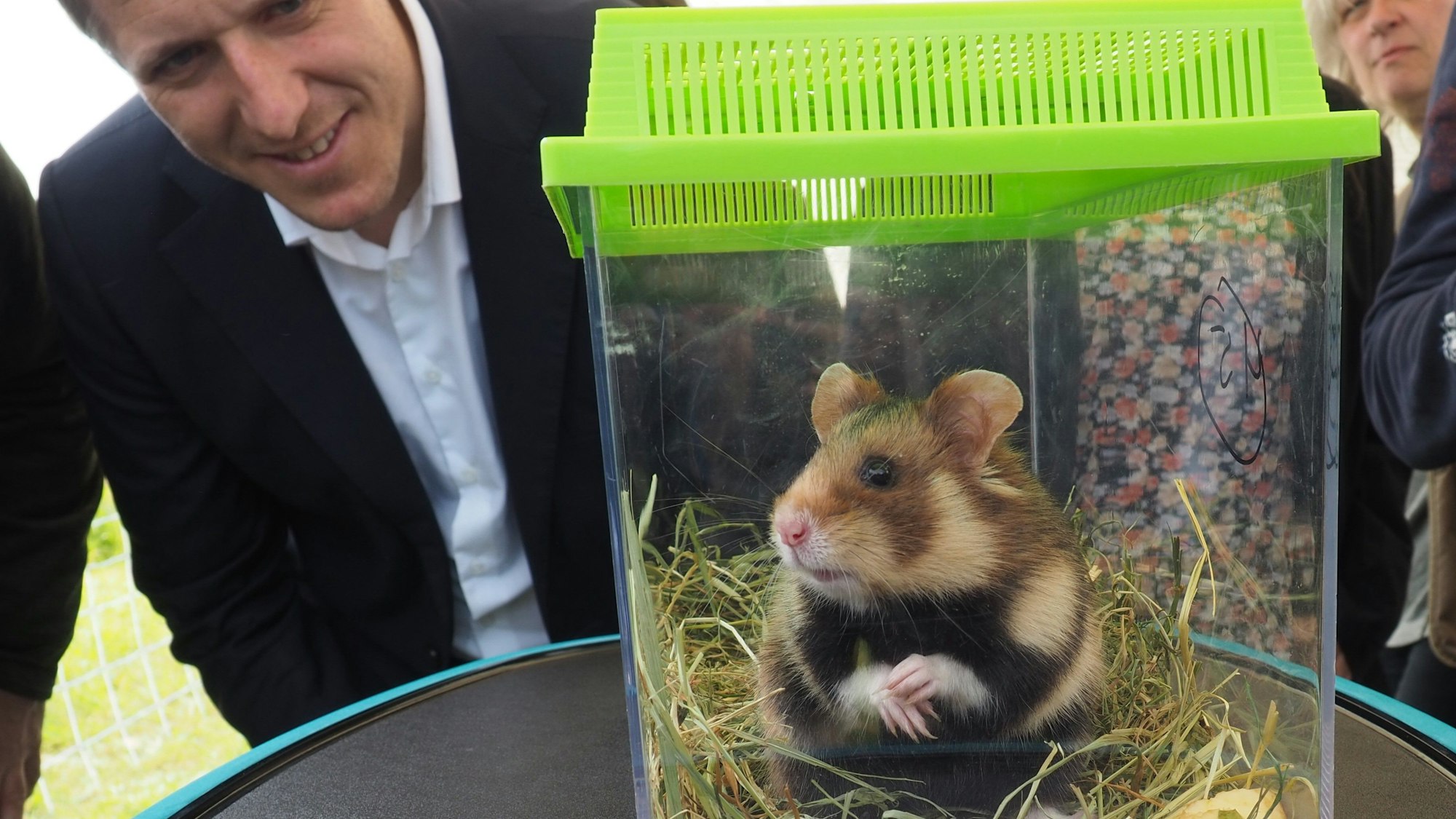 Ein Feldhamster sitzt in einer Klarsicht-Box, Landrat Markus Ramers beobachtet das scheu dreinblickende Tier.