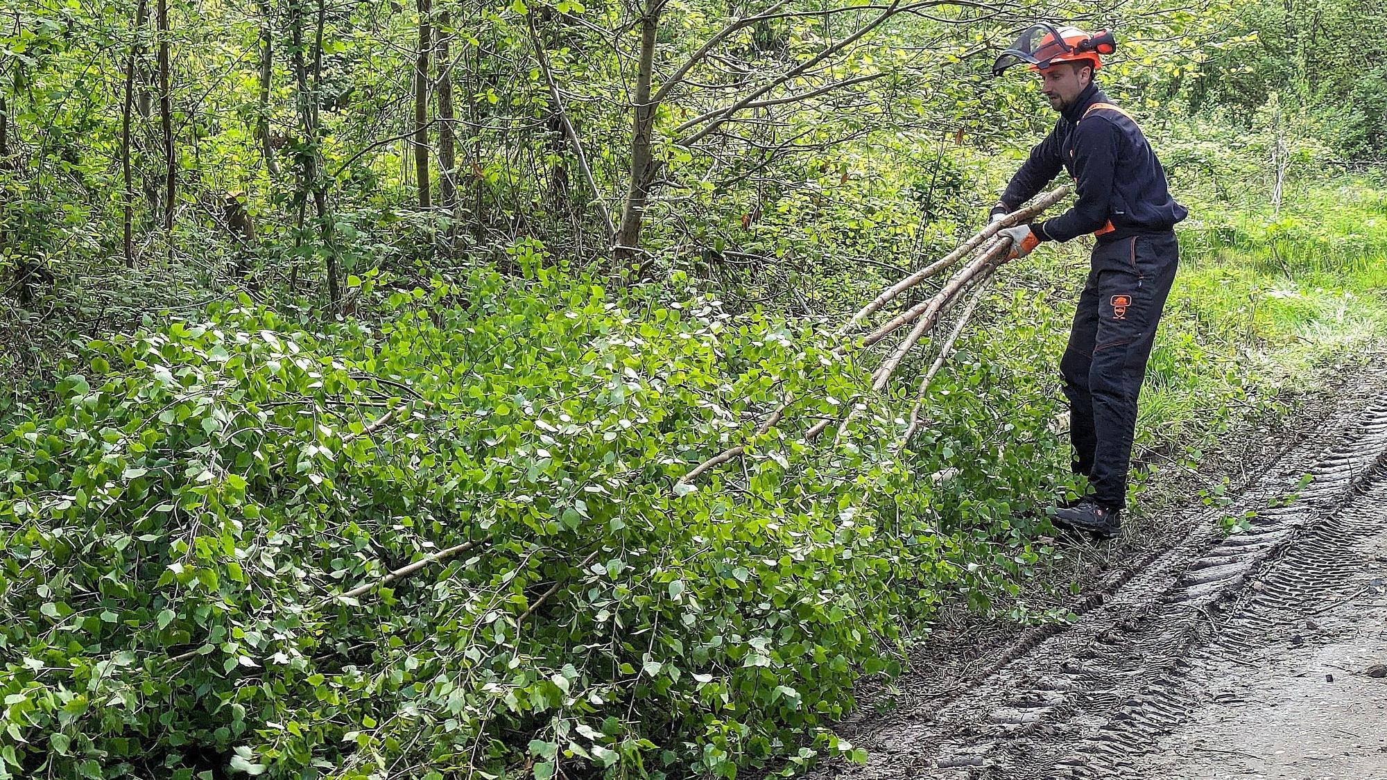 Säger Sebastian Richarz von der Forstgemeinschaft holt die Birken aus dem Wald.