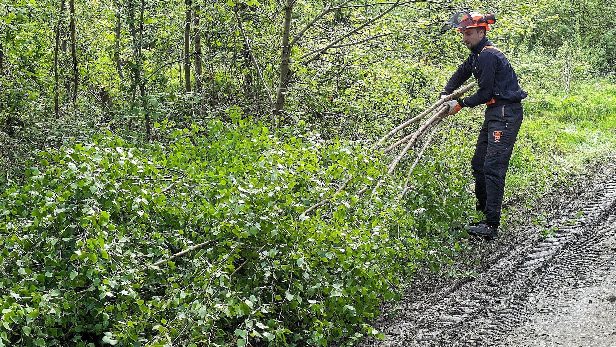 Säger Sebastian Richarz von der Forstgemeinschaft holt die Birken aus dem Wald.
