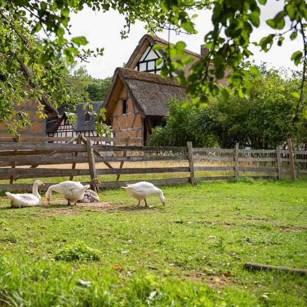 Gänse scharren auf einer Wiese im LVR Freilichtmuseum Kommern im Hintergrund sind alte Fachwerkhäuser zu sehen.