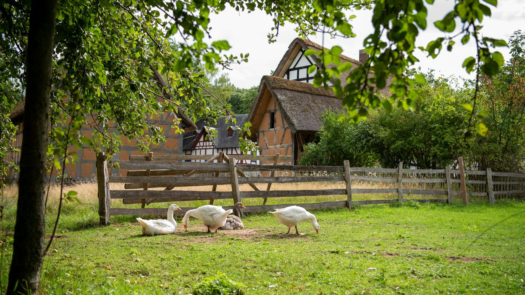 Vier Gänse sitzen und stehen auf einer Wiese. Im Hintergrund sind Fachwerkhäuser zu sehen.